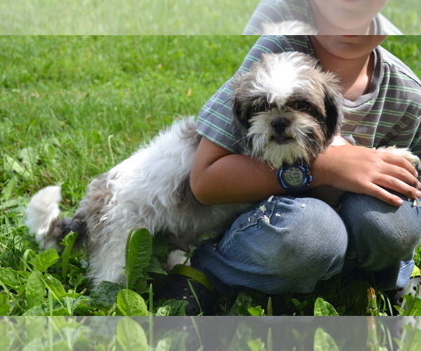 Medium Photo #1 Mal-Shi Puppy For Sale in GREENWOOD, WI, USA