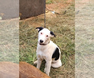 Border Collie Puppy for sale in GALAX, VA, USA