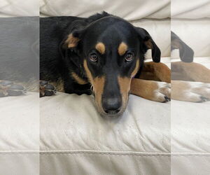 Medium Rottweiler Mix