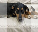 Small Rottweiler Mix