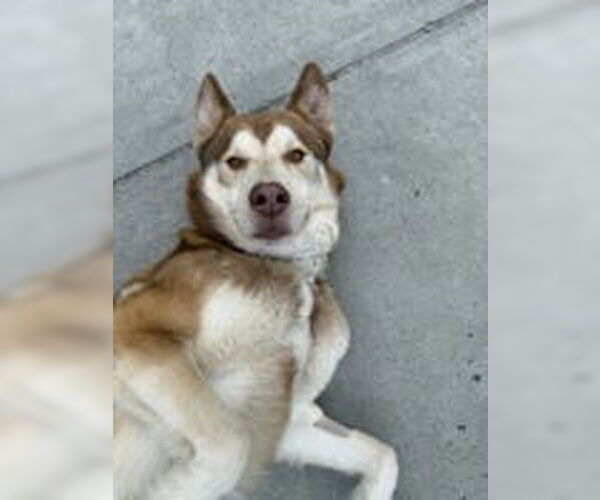 Medium Photo #1 Siberian Husky Puppy For Sale in Salinas, CA, USA