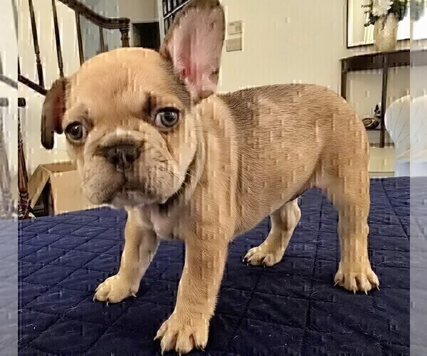 Medium Photo #9 French Bulldog Puppy For Sale in CHINO HILLS, CA, USA