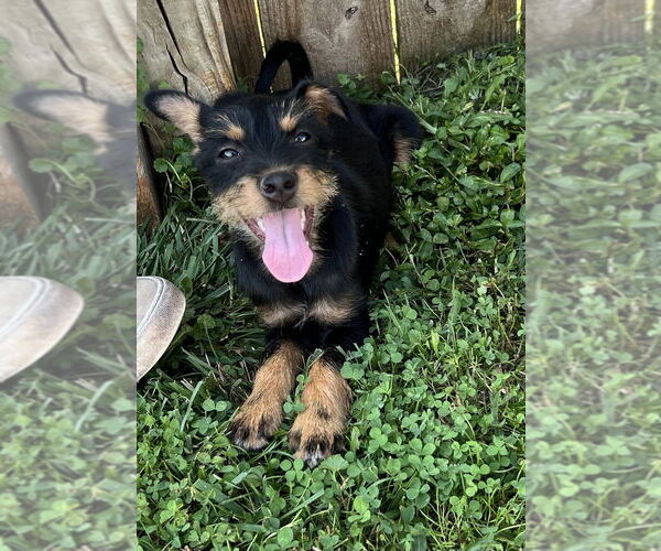 Medium Photo #4 Miniature Schnauzer-Unknown Mix Puppy For Sale in Aurora, IN, USA
