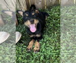 Small #3 Miniature Schnauzer Mix