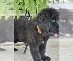 Small #2 Newfoundland