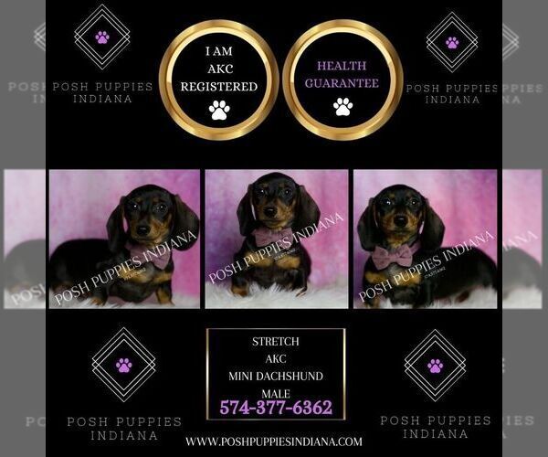 Medium Photo #2 Dachshund Puppy For Sale in WARSAW, IN, USA