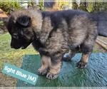 Puppy Puppy 2 German Shepherd Dog-Malinois Mix