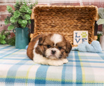 Small #15 Shih Tzu