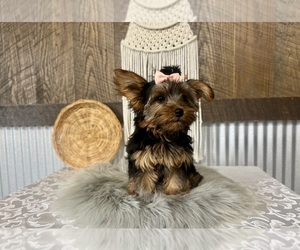 Yorkshire Terrier Puppy for sale in NAPPANEE, IN, USA