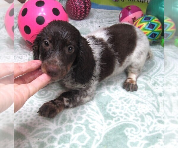Medium Photo #7 Dachshund Puppy For Sale in RATTAN, OK, USA