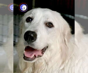 Great Pyrenees Dog for Adoption in Spring, Texas USA