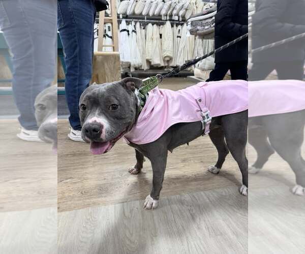 Medium Photo #7 American Pit Bull Terrier Puppy For Sale in GILBERTS, IL, USA