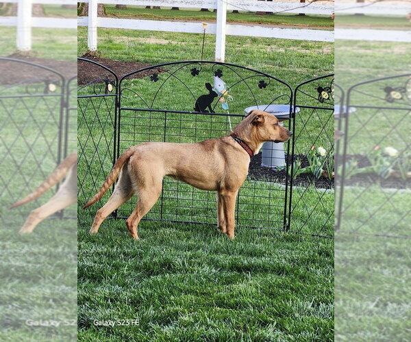 Medium Photo #9 Mutt Puppy For Sale in Evansville, IN, USA