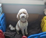 Small Photo #1 Goldendoodle Puppy For Sale in SEBEKA, MN, USA