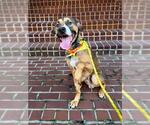Small #3 Black Mouth Cur Mix