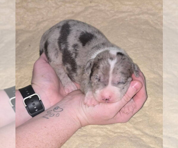 Medium Photo #3 American Pit Bull Terrier-Catahoula Leopard Dog Mix Puppy For Sale in Frankenmuth, MI, USA