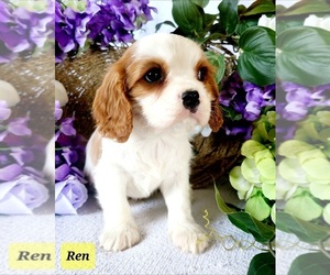 Cavalier King Charles Spaniel Puppy for sale in MARSHFIELD, MO, USA