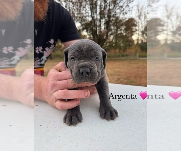 Medium Photo #8 Cane Corso Puppy For Sale in COLONIAL HEIGHTS, VA, USA