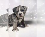 Puppy Orion Olde English Bulldogge