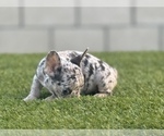 Small Photo #12 French Bulldog Puppy For Sale in COLUMBUS, OH, USA