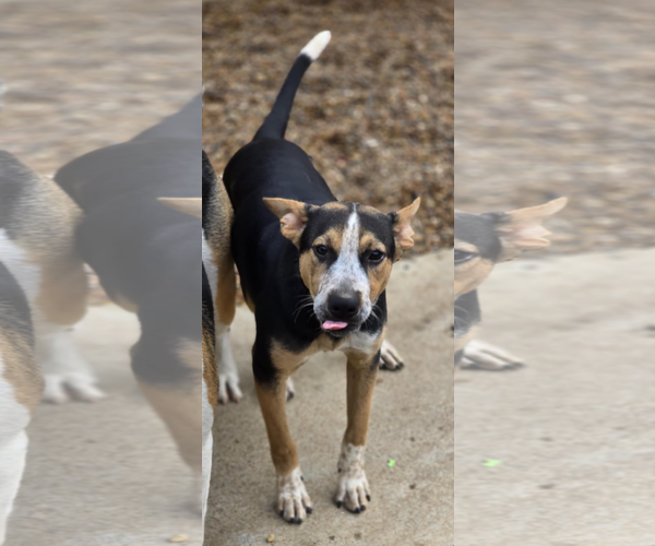 Medium Photo #7 Labrador Retriever Puppy For Sale in Poplar Bluff, MO, USA