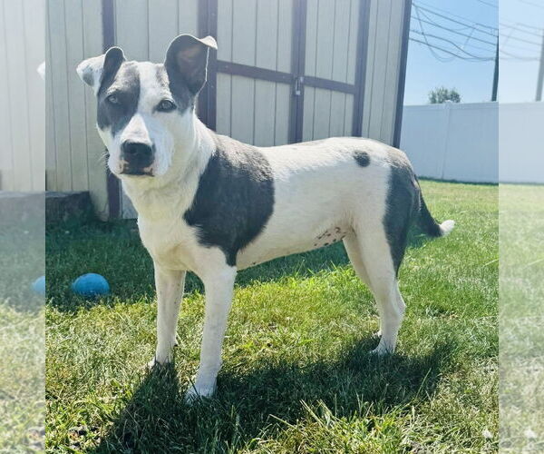 Medium Photo #2 American Pit Bull Terrier-Unknown Mix Puppy For Sale in Germantown, OH, USA