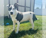 Small #1 American Pit Bull Terrier Mix