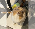 Small #5 Australian Shepherd