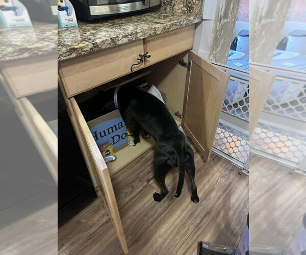 Medium Photo #8 Staffordshire Bull Terrier-Unknown Mix Puppy For Sale in Springdale, PA, USA