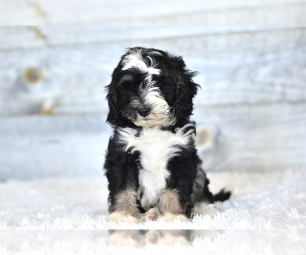 Medium Photo #2 Bernedoodle (Miniature) Puppy For Sale in COCHRANTON, PA, USA