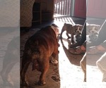Small Photo #14 Bulldog Puppy For Sale in TUNNEL HILL, GA, USA