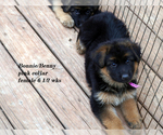Small Photo #11 German Shepherd Dog Puppy For Sale in CHRISNEY, IN, USA
