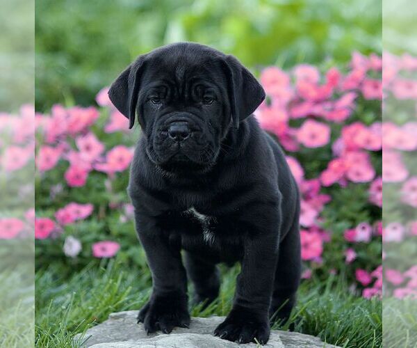 Medium Photo #1 Cane Corso Puppy For Sale in LANCASTER, PA, USA