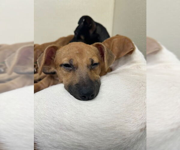 Medium Photo #2 Chiweenie Puppy For Sale in Jefferson, NJ, USA