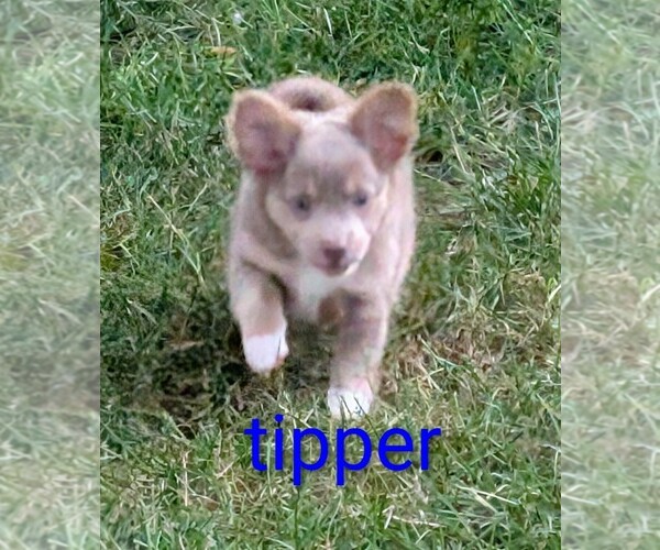 Medium Photo #6 Chihuahua Puppy For Sale in LEBANON, PA, USA