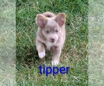 Small #5 Chihuahua