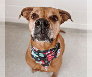 Boxer-Unknown Mix Dogs for adoption in Fort Collins, CO, USA