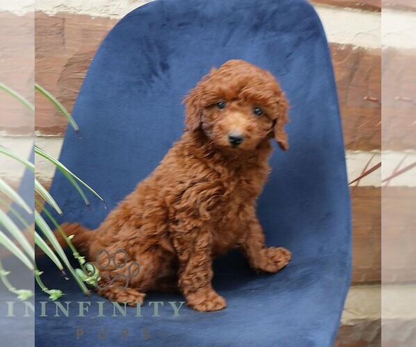 Medium Photo #4 Goldendoodle (Miniature) Puppy For Sale in NARVON, PA, USA