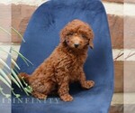 Small #3 Goldendoodle (Miniature)