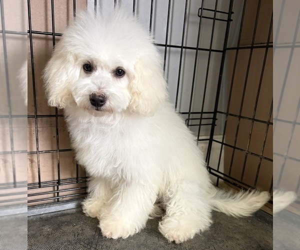 Medium Photo #1 Poodle (Miniature) Puppy For Sale in CARROLLTON, TX, USA