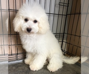 Medium Poodle (Miniature)