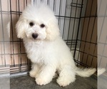 Puppy Tianna Poodle (Miniature)