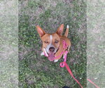 Small #1 Mutt