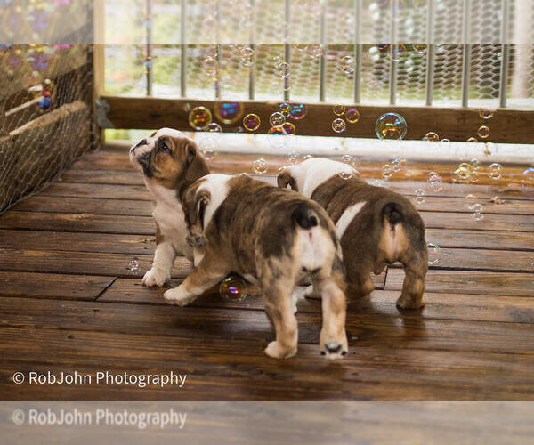 Medium Photo #26 Bulldog Puppy For Sale in STRAFFORD, MO, USA