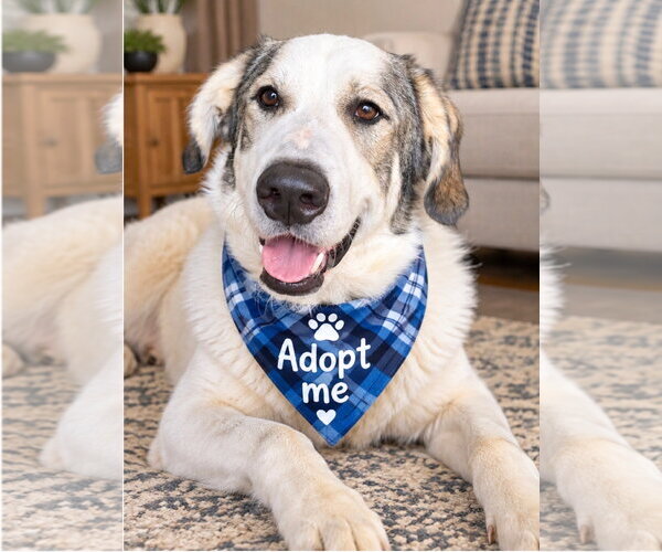 Medium Photo #1 Great Pyrenees-Unknown Mix Puppy For Sale in Euless, TX, USA