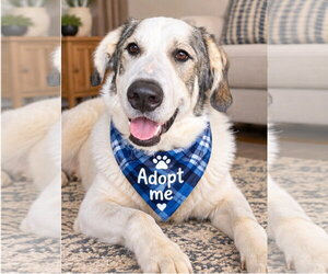 Great Pyrenees-Unknown Mix Dogs for adoption in Euless, TX, USA
