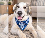 Oreo - Male Great Pyrenees-Unknown Mix Dog for Adoption - Small photo