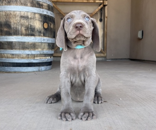 Medium Photo #8 Weimaraner Puppy For Sale in SURPRISE, AZ, USA