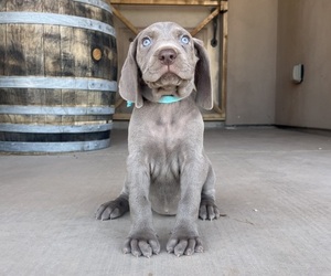 Medium Weimaraner