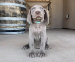 Puppy Sky blue Weimaraner